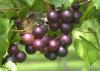 Muscadine grapes