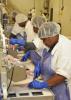 Employees at Pride of the Pond in Tunica work precisely and quickly to trim catfish fillets that will later be frozen and shipped. (Photo by MSU Ag Communications/Scott Corey)