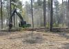 Forestry is Mississippi's third-largest agricultural commodity in 2012, with a preliminary year-end harvest value estimated at $1.03 billion, an 8 percent increase from 2011. (MSU Ag Communications file photo/Scott Corey)