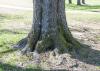 Trunk flare, or the part of the tree that meets the roots, is easily detectable on mature trees, such as this oak on the Mississippi State University campus on Feb. 6, 2013. On young trees trunk flare is less prominent but visible, and this part of the tree should always remain above the soil. (Photo by MSU Ag Communications/Scott Corey)