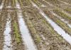 Standing water between rows of corn at Mississippi State University's R.R. Foil Research Center in Starkville means the soil has no oxygen available to root systems. As soils dry out, the crop will need rain or irrigation to sustain growth. (Photo by MSU Ag Communications/Scott Corey)