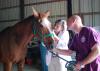 Dr. Caroline Betbeze performs an eye exam on a horse at Palmer Home in Columbus while fourth-year veterinary student Steven Davison looks on. The free exam was one of many offered for service animals as part of a national program. (Photo by MSU College of Veterinary Medicine/Karen Templeton)