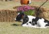 Holstein calves are among of the tourist attractions at Ard's Dairy Farm in Lincoln County. Other agritourism opportunities on this working dairy farm include an operational milking parlor, a corn maze, a playground and a barrel train. (MSU Ag Communications File Photo/Kat Lawrence)