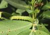 Corn earworms are one of several pests that feed on peanut plant foliage in Mississippi fields. A new study conducted by researchers at the Mississippi State University Delta Research and Extension Center aims to develop pesticide recommendations tailored specifically to the local climate. (Photo by MSU Delta Research and Extension Center/Jeff Gore)