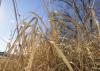 Winter is one of the easiest times of the year to identify cogongrass, which many researchers have classified among the worst weeds in the world. Herbicide treatments applied in the early spring are instrumental in eliminating the noxious weed. (Photo by MSU Ag Communications/Kevin Hudson)