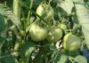 Harvest is about a week away for these tomatoes on the Mayhew Tomato Farm in Lowndes County. Owner Mel Ellis says he expects to begin harvesting around June 5.