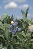 Mississippi blueberries, such as these near Richton, are experiencing strong yields in 2009. (Photo by Marco Nicovich)