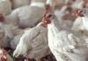 Poultry remains Mississippi's largest agricultural commodity, producing 10 percent of the nation's poultry supply. (File Photo)