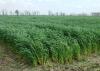 Wheat, such as this growing in Washington County, was pushed ahead of schedule by a warm winter that presented many challenges for the crop to overcome. (Photo by MSU Delta Research and Extension Center/Rebekah Ray)