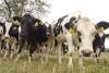 Dairy cattle, such as these Holsteins, are becoming a rare sight in Mississippi as high production costs and low milk prices push dairy farmers out of the business. (Photo by MSU College of Veterinary Medicine/Tom Thompson)