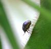 Kudzu bugs, an invasive soybean pest from Asia, were discovered mid-July in Vicksburg. Mississippi State University Extension Service entomologists are monitoring the state's soybean fields and say the insect can be controlled. (Photo by USDA-ARS /Richard Evans)