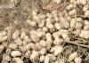 These 2012 peanuts from Mississippi's record crop are a distant memory as lower prices are prompting growers to reduce acres 58 percent from 52,000 last year to about 22,000 acres in 2013. (Photo by MSU Ag Communications/Kat Lawrence)