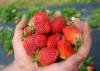 Jody Reyer began harvesting his first crop of strawberries April 9, 2013. Like much of the state's strawberry crop, Reyer's Leake County operation has struggled with cool and wet spring weather. (Photo courtesy of Brittany Reyer)