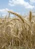 Mississippi producers are harvesting winter wheat, such as this planted at Mississippi State University's R.R. Foil Plant Science Research Facility, later than usual because of the late, wet spring, but overall yields are better than expected. (Photo by MSU Ag Communications/Kat Lawrence)