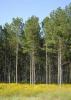 Mississippi's timber industry may see increasing demand for Southern pine lumber as new home construction rates continue to rise. This pine was growing in Monroe County on Sept. 12, 2013. (File photo by MSU Ag Communications/Linda Breazeale)