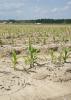 Frequent rains are putting much of Mississippi's corn planting about two weeks behind schedule. This corn was planted March 14 and was growing on the Mississippi State University R.R. Foil Plant Science Research Center in Starkville, Mississippi, on April 21, 2014. (Photo by MSU Ag Communications/Kat Lawrence)