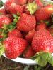 Harvest began later than usual for Mississippi's strawberries, such as these picked at Reyer Farms in Leake County on April 29, 2014, but cooler weather may extend the season. (Submitted photo)