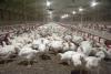 These 5-week-old broilers inside a Mississippi State University poultry house on March 27, 2014, are part of Mississippi's poultry industry, valued at $2.9 billion in 2013. Nationally, poultry is projected to expand throughout 2014 and beyond. (Photo by MSU Ag Communications/Kat Lawrence)