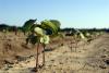 A week without rain in early May gave Mississippi producers a chance to catch up with spring planting. This cotton on Mississippi State University's R.R. Foil Plant Science Research Center was planted before the late-April rains. (Photo by MSU Ag Communications/Bonnie Coblentz)