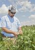 Trent Irby, Mississippi State University Extension Service soybean specialist, checks the maturity stage of soybeans planted at the R.R. Foil Research Center on the MSU campus Aug. 21, 2014. Mississippi soybean growers are expected to harvest a record yield this year. (Photo by MSU Ag Communications/Kat Lawrence)