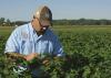 Darrin Dodds, cotton specialist with the Mississippi State University Extension Service, examines cotton in the field at the MSU R.R. Foil Plant Science Research Center in Starkville, Mississippi, on Aug. 26, 2014. (Photo by MSU Ag Communications/Kevin Hudson)