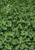 Perennial white clover is an ideal food plot plant. It is a lush groundcover that fixes nitrogen in the soil, attracts deer and provides protein. (Photo courtesy of Bronson Strickland)