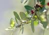 Flowering trees and shrubs, such as this weeping yaupon holly, provide nectar for bees, berries for birds, and shelter and nesting sites for a variety of other animals. (Photo courtesy of Marina Denny)