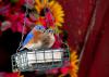 Eastern bluebirds will benefit from suet, a high-fat, high-calorie treat, in the winter months. (Photo by Jeanne Creech)