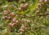 These blueberries at the Blueberry Patch in Starkville, Mississippi, are shown in a fruit coloring stage on May 17, 2017. Mostly warm winter conditions caused this year’s harvest to be unusually early in most parts of the state. (Photo by MSU Extension Service/Kevin Hudson)