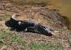 A large alligator rests on the shoreline beside water on a sunny day.