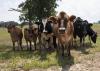 Dairy producers can visit the 2017 Mississippi State University Dairy Open House May 20 at the Bearden Dairy Research Center near Starkville to see how MSU researchers handle their herd. (Photo by MSU Extension Service/Kat Lawrence)