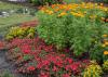 Also called the African marigold, various series of the American marigold can range from 15 inches to 3 feet in height. (Photo by MSU Extension Service/Gary Bachman)