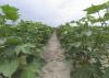 Straight rows of cotton grow toward the horizon.