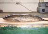 A northern snakehead is an invasive fish that can reach lengths of about 33 inches and are generally golden tan to a pale brown with dark-brown mottling.