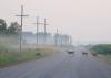 Several deer enter wooded cover area as four deer follow in single file across a gravel road with a corn field behind them on a foggy, early morning.