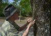 A man wearing a hat holds a pocketknife in his hand as he looks closely at a tree trunk.