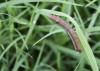A brown caterpillar hangs upside down on a curving blade of grass.