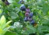 Blueberries grow on a bush.