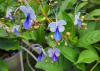 Small, purple flowers bloom on a shrub.