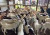 A group of goats stands in a temporary holding area in a barn.