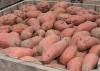 A large volume of sweet potatoes in a container.