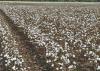 Bare plants are covered in white cotton.