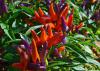 Red and purple peppers grow upright on green foliage.