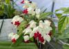 A cluster of white flowers have red centers.