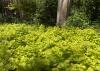 A mass of low, yellow plants covers the ground beneath a tree.
