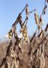 Harvest of the state’s soybean crop was about two-thirds complete by the first of October. These soybeans were drying out Sept. 19, 2015 at the Mississippi State University R.R. Foil Plant Science Research Center. (Photo by MSU Ag Communications/Kat Lawrence)