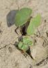 Good planting weather in mid-May is allowing Mississippi cotton growers to get the crop planted quickly. This seedling cotton was growing on a Leflore County farm May 19, 2016. (Photo by MSU Extension Service/Kevin Hudson)