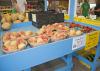 Peaches displayed for sale on a bright blue table. Production and sale of peaches, strawberries and other fruit and vegetable truck crops are on pace to be strong once again this year. (File photo by MSU Extension/Kat Lawrence)