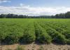 Peanuts in this Monroe County field look good on Aug. 10, 2016. Harvest is expected to begin around Sept. 10, and yield may average more than 4,000 pounds per acre, up from the average of 3,400 pounds per acre last year.  (Photo by MSU Extension Service/Kevin Hudson)