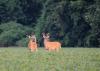 Warm-season food plots planted with legumes, such as these soybeans, help white-tailed deer get the protein they need when natural vegetation is less plentiful and harder to digest. (Submitted photo)